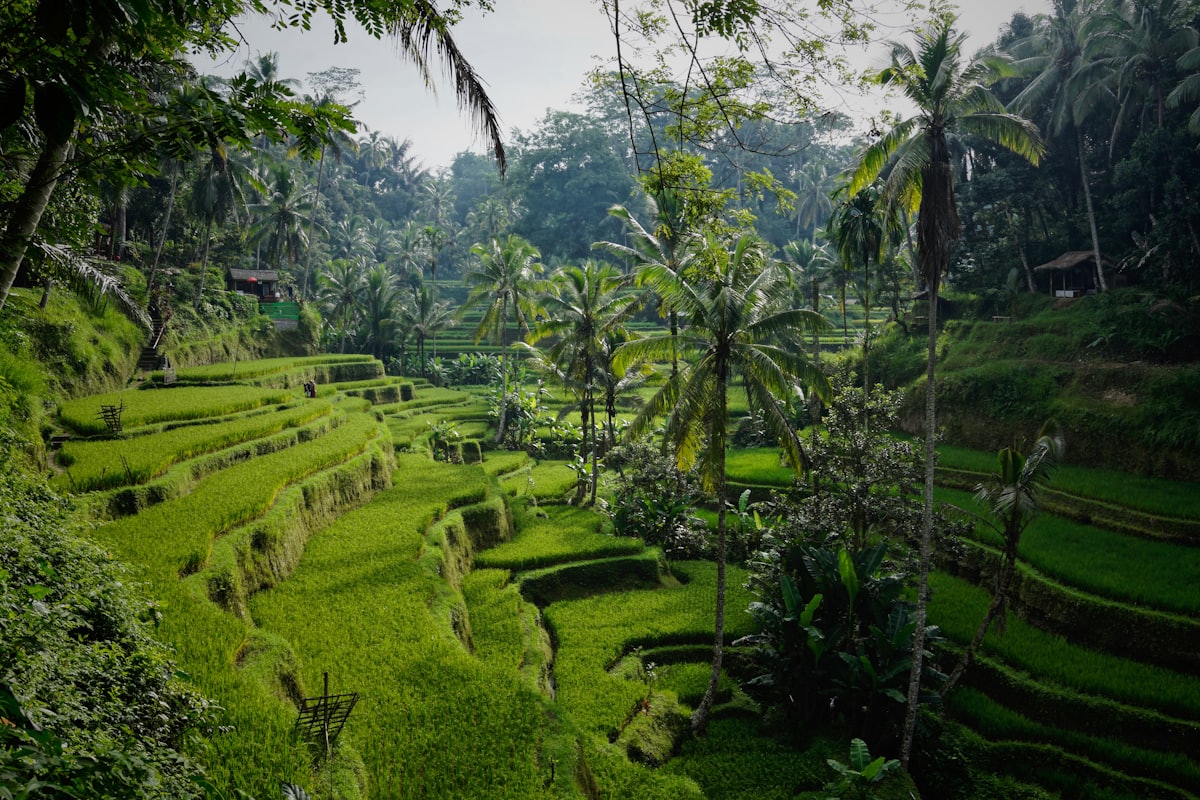 Rice terraces framed by palm trees near Canggu